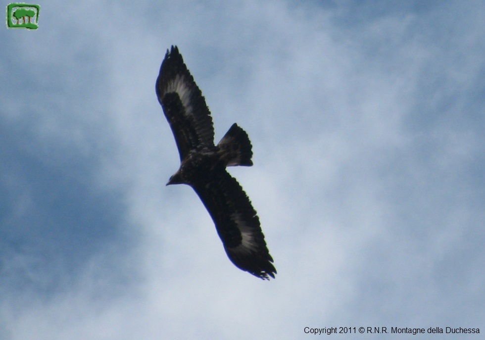Aquila giovane immaturo 1